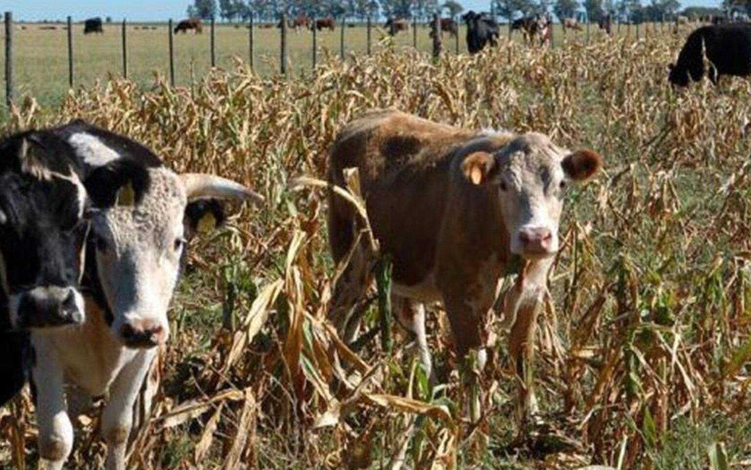Declaran la emergencia agropecuaria para los distritos de chascomús y general paz