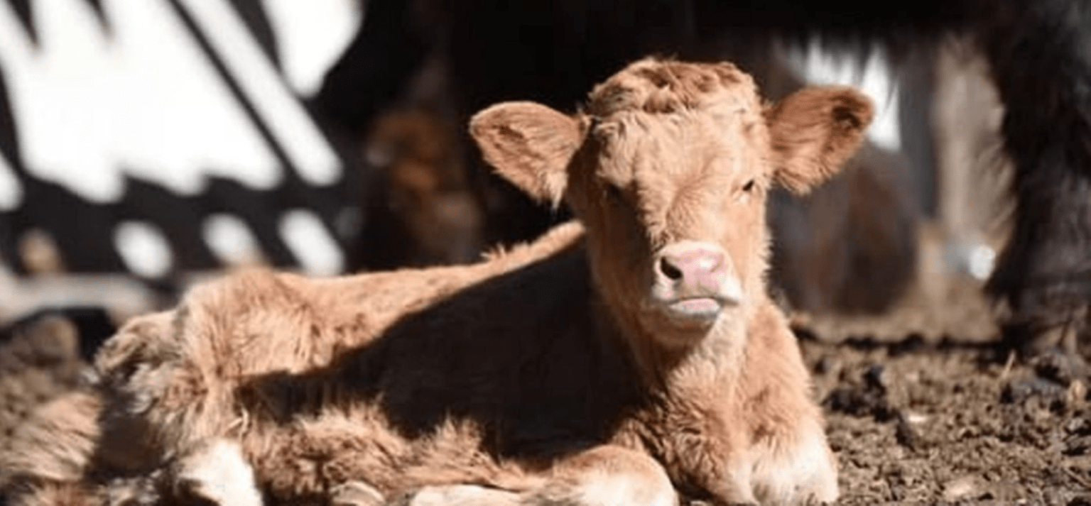Robaron un ternero con rabia, lo faenaron y vendieron la carne: ahora todo un pueblo está en alerta