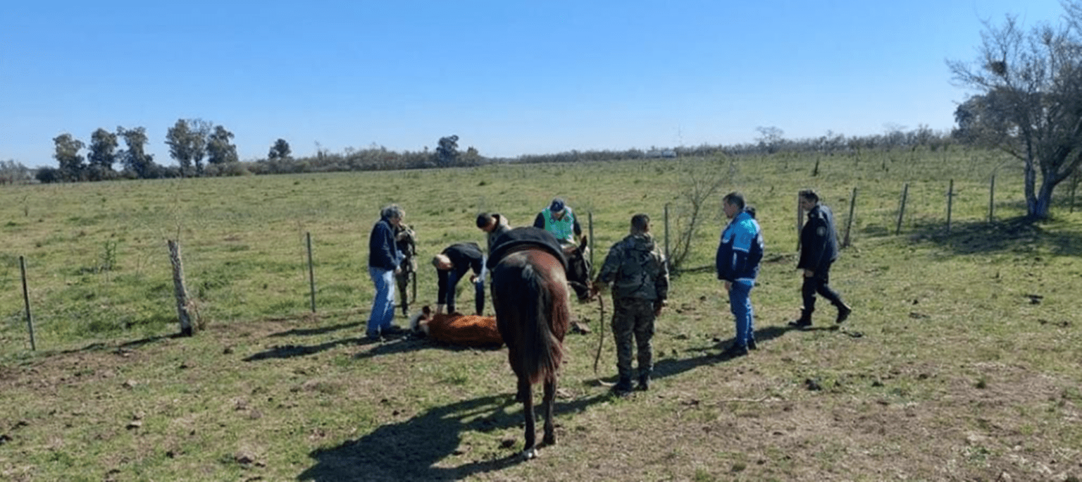 Investigan la muerte de más de 100 vacas en un campo de magdalena
