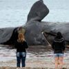 Ballena muerta en Chubut
