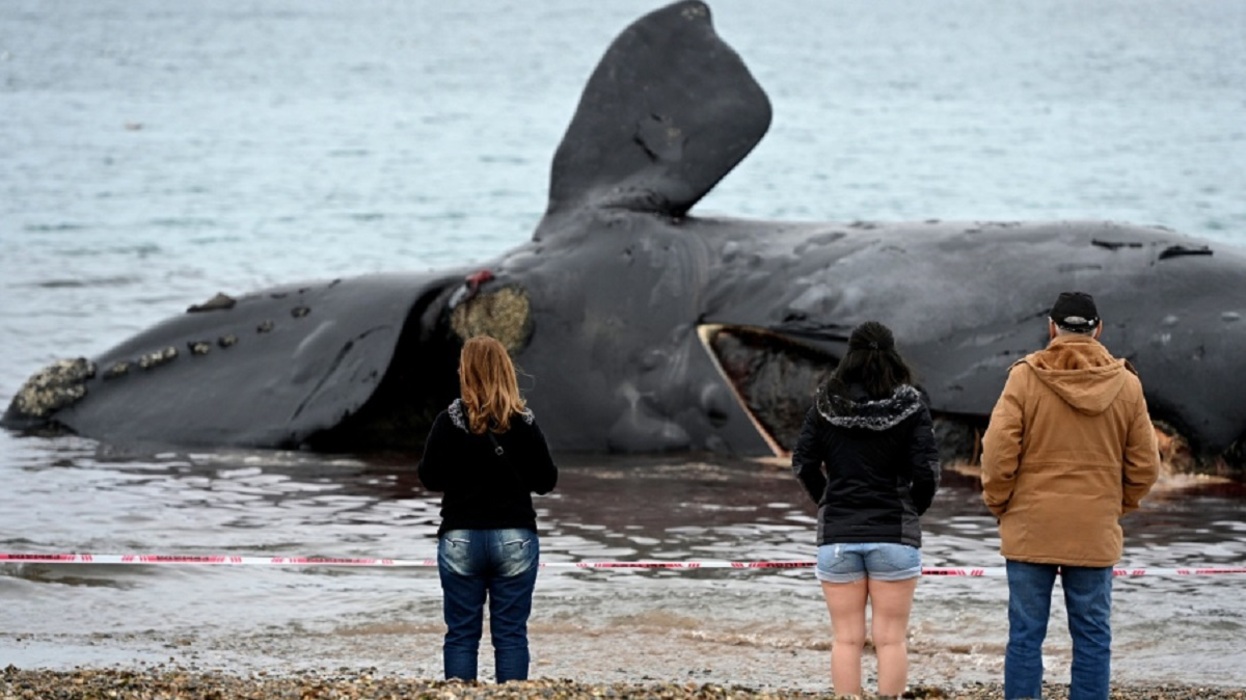 Ballena muerta en Chubut