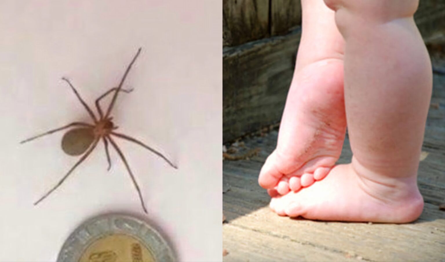 Alarma en la provincia: un bebé murió tras ser picado por una araña de rincón