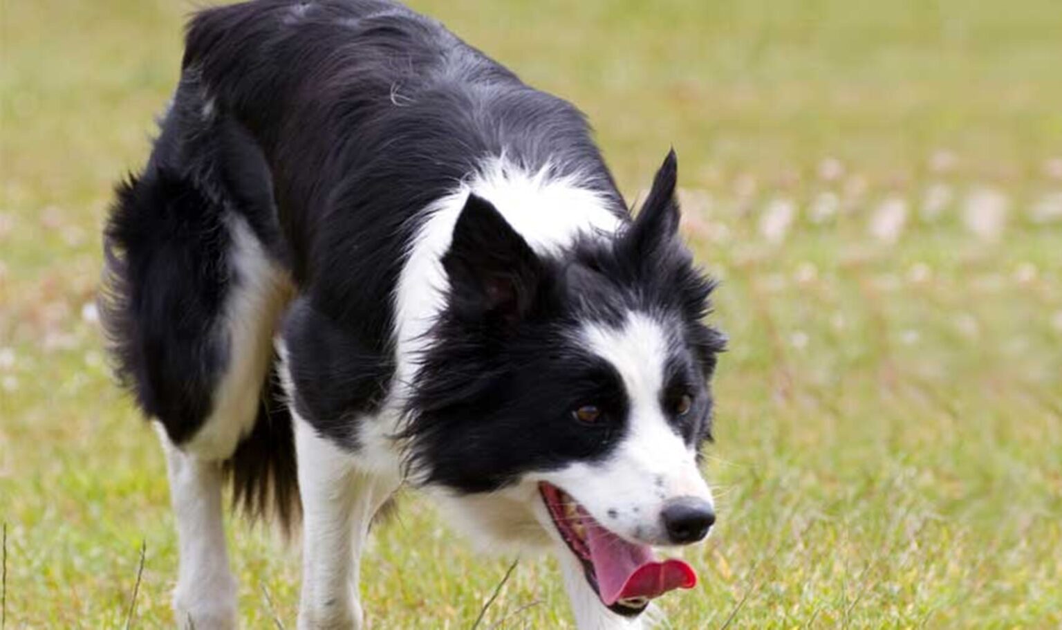 Dolores: condenaron a la dueña de una perra que mordió a dos vecinos