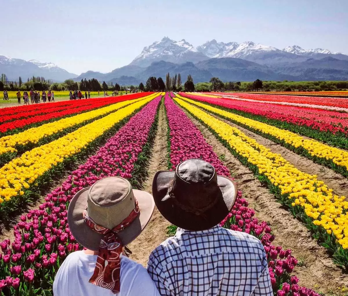 campo-de-tulipanes-trevelin