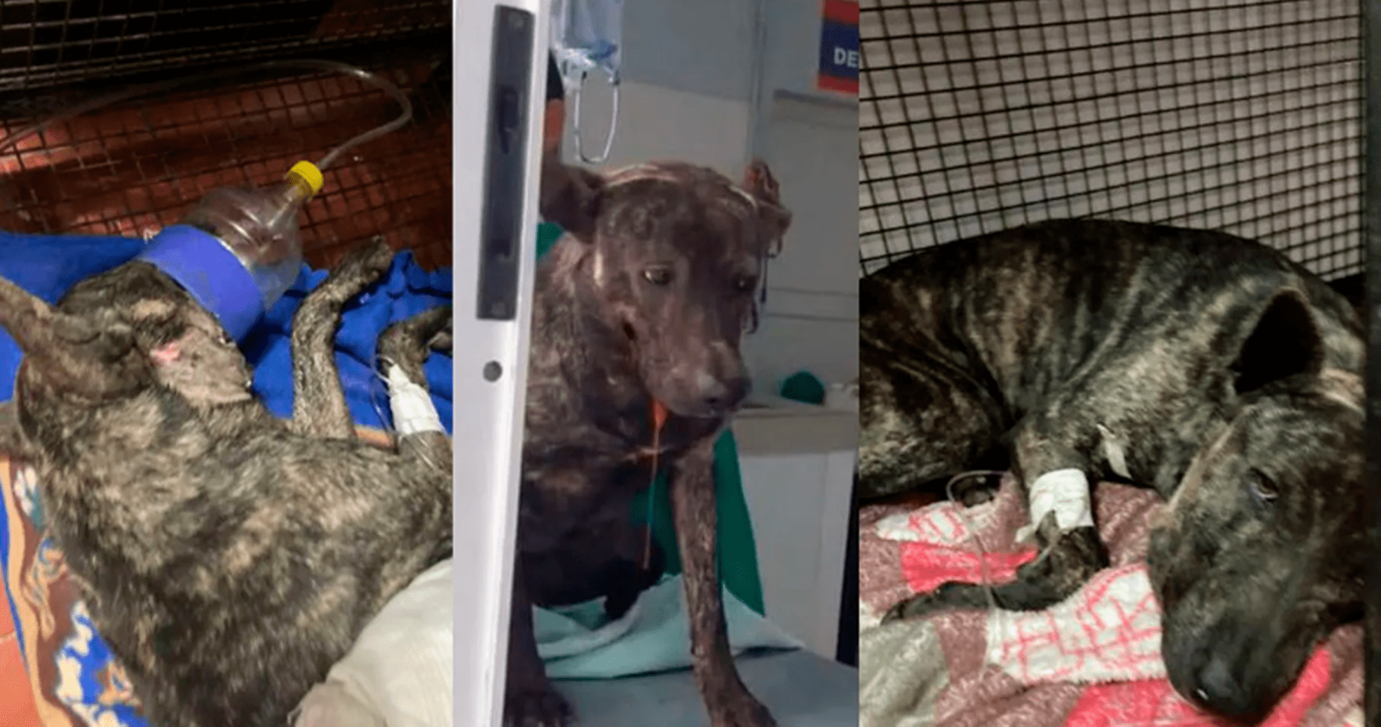 Condenaron a un hombre a pagar $108. 000 por balear a un perro