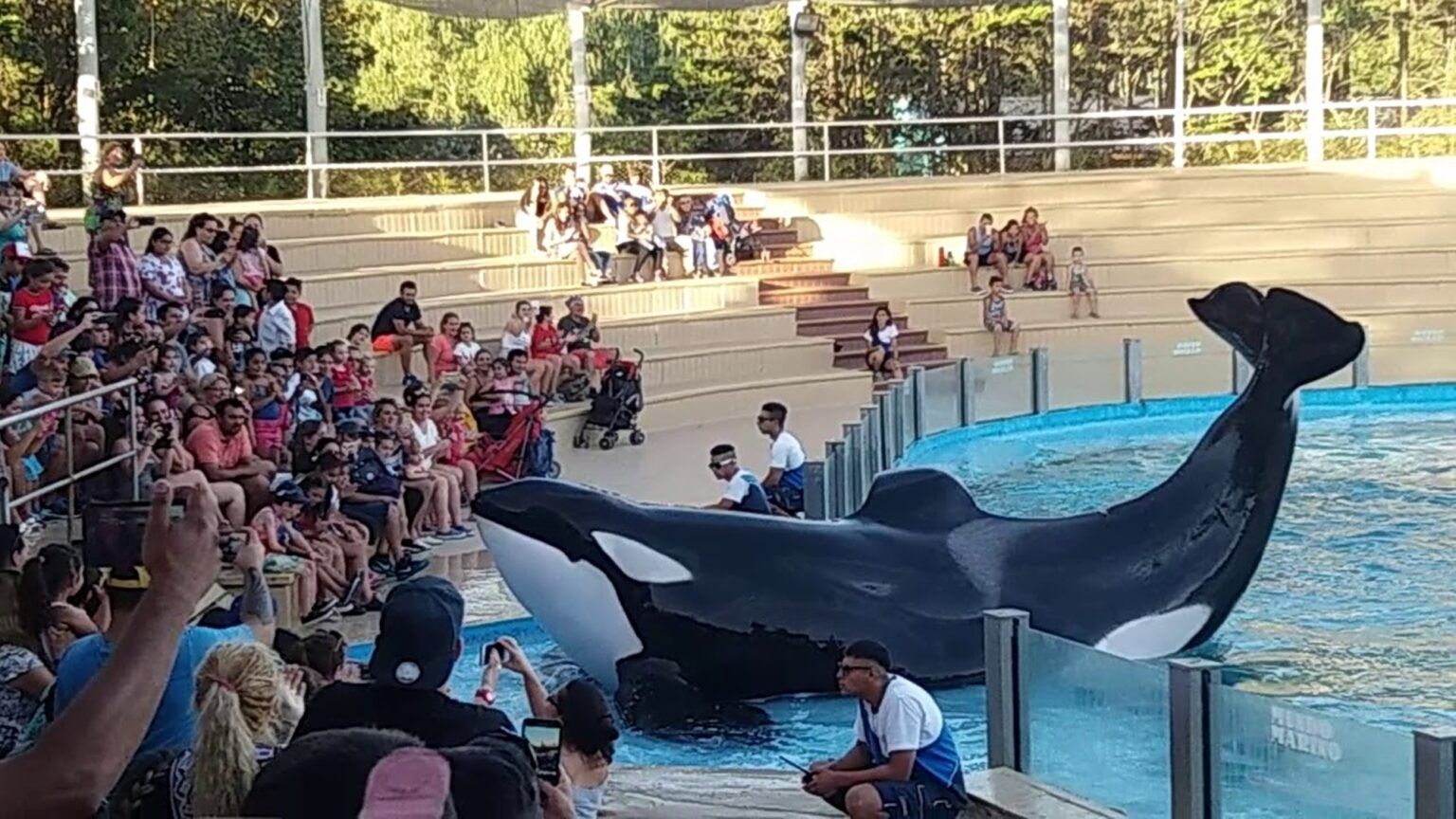 Proponen prohibir espectáculos con animales marinos silvestres en cautiverio
