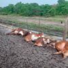 vacas fulminadas