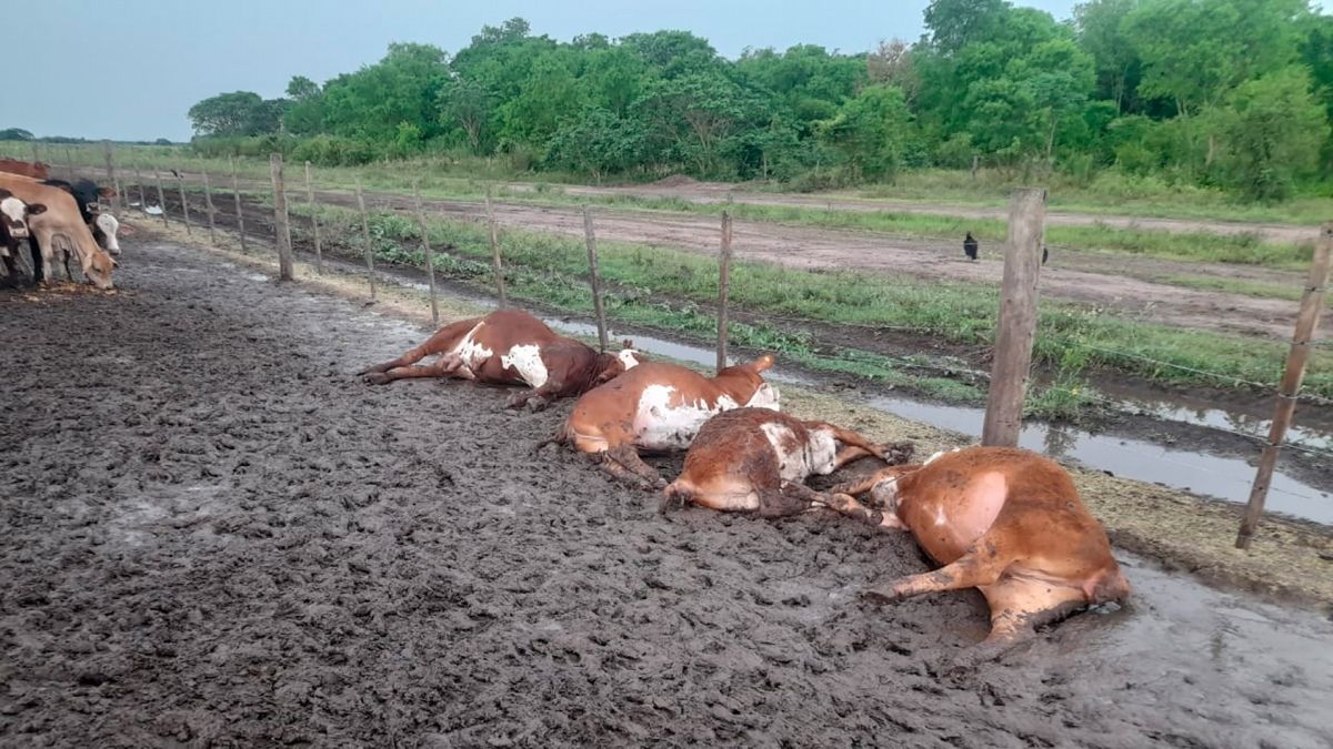 vacas fulminadas