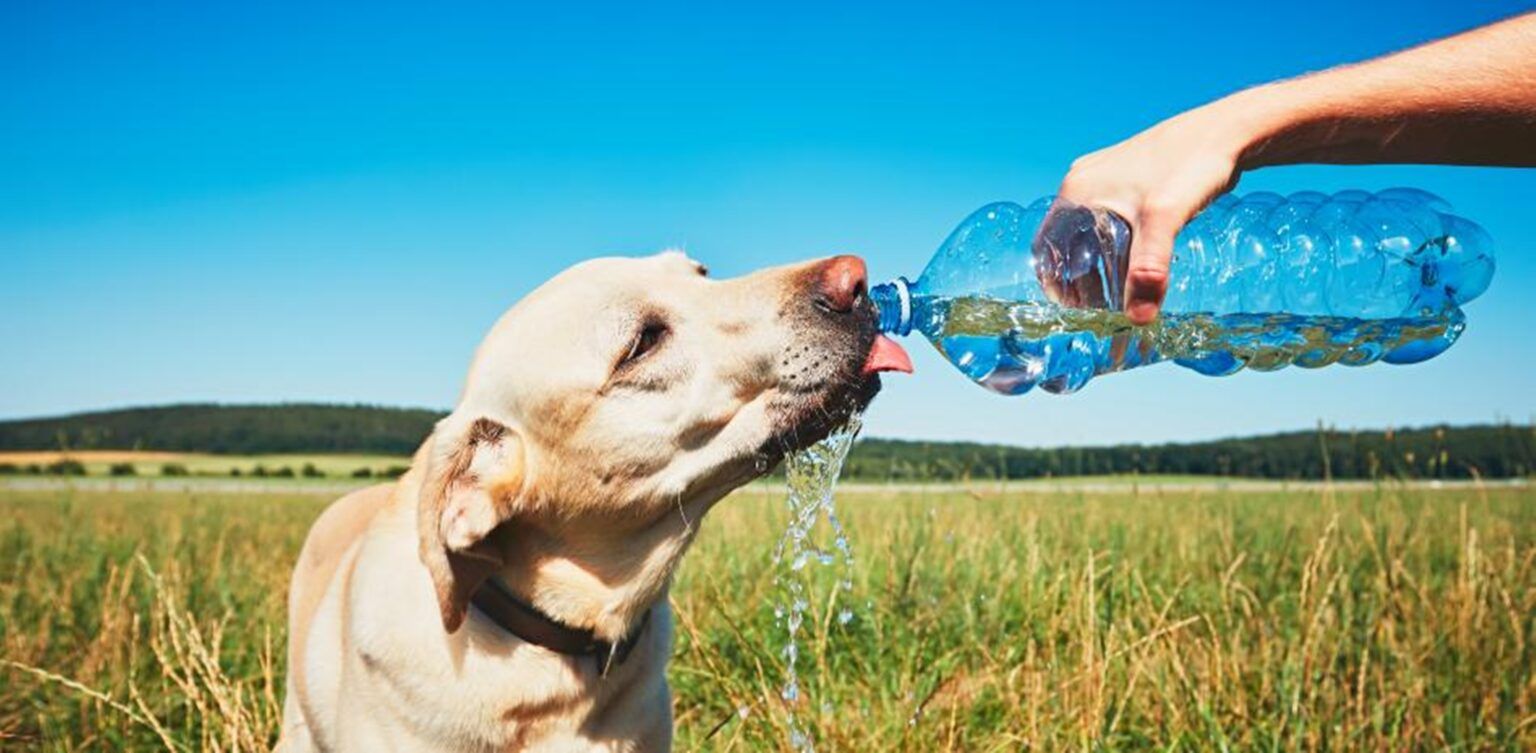 Consejos esenciales para proteger a tus mascotas en los días de intenso calor