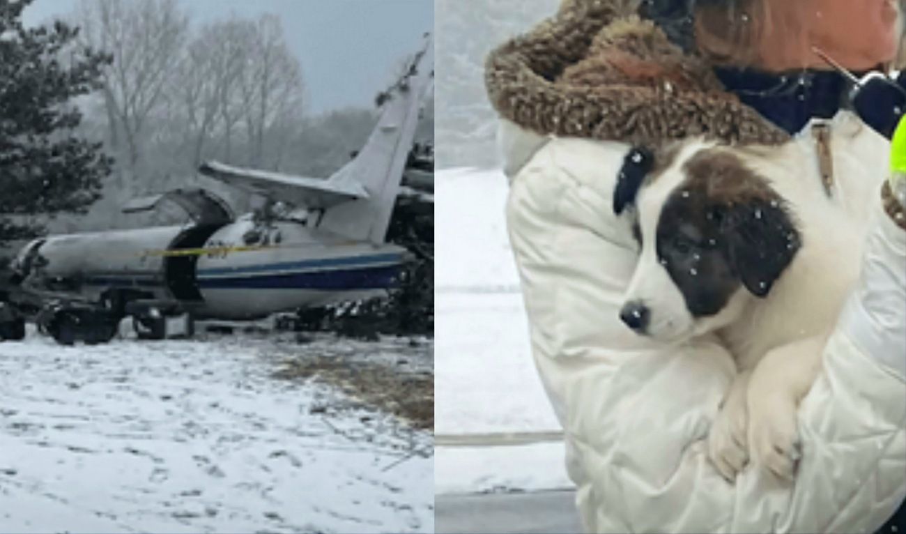 ¡milagro! Un avión que trasladaba 56 perritos se estrelló y todos sobrevivieron