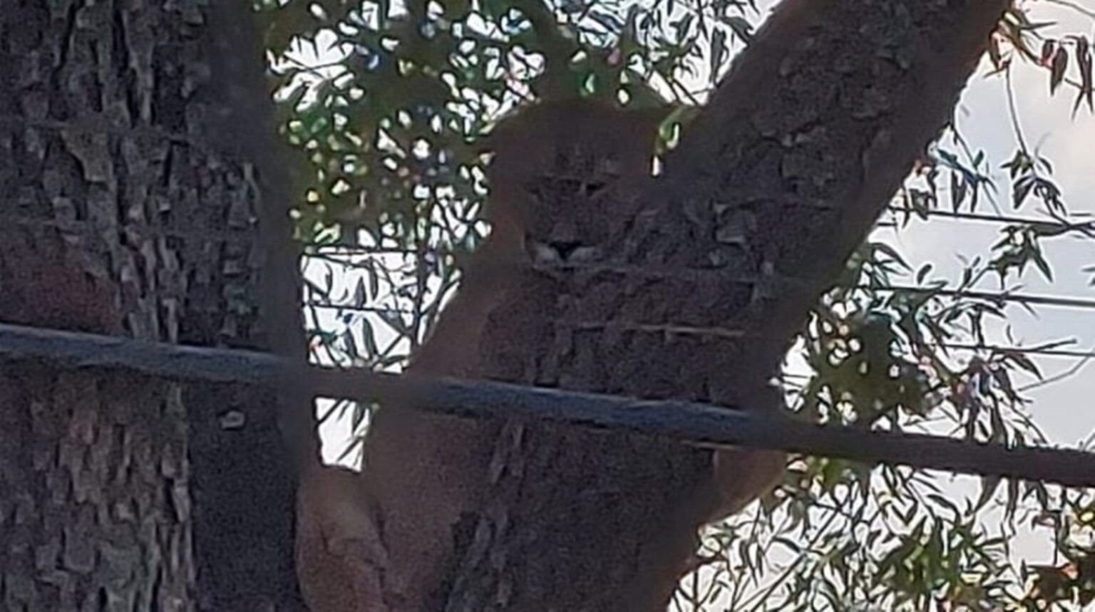 Apareció un puma en balcarce y revolucionó a los vecinos