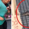 Video Viral Rata en Banco