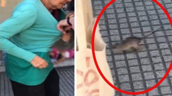Video Viral Rata en Banco