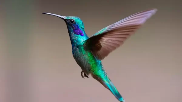 colibri-que-significa-espiritual