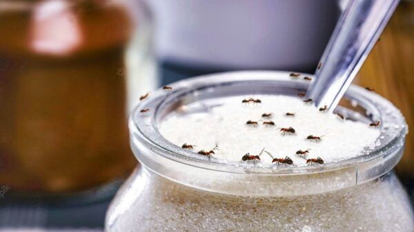 Como sacar las hormigas de la casa para siempre usando productos caseros