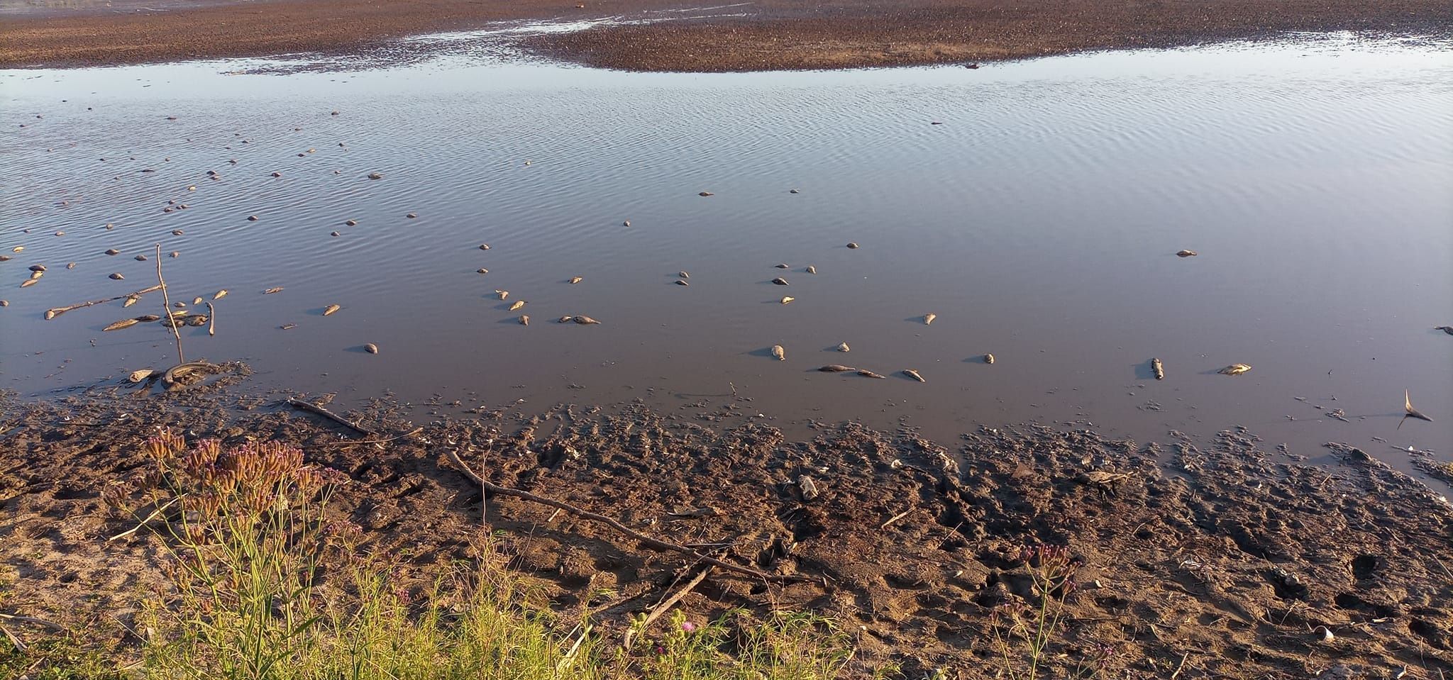 Ranchos: gran cantidad de peces aparecieron muertos en la laguna