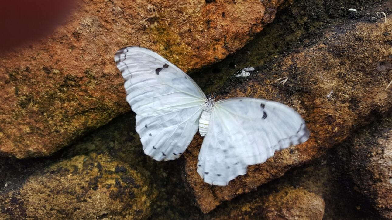 Qué significa cuando aparece una mariposa blanca