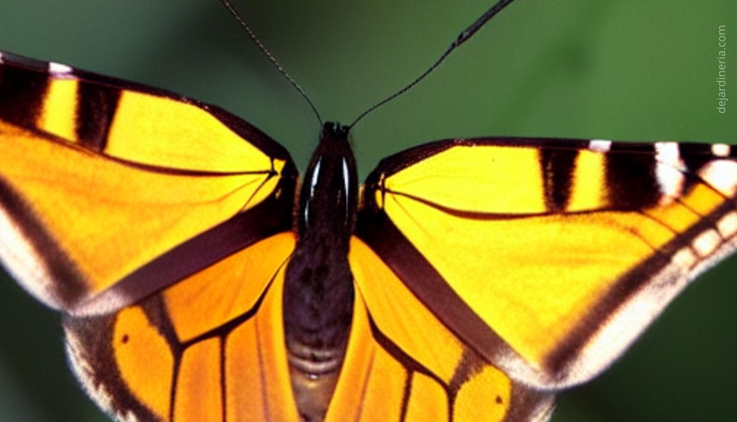 ¿Cuánto vive una mariposa y por qué viven tan poco?