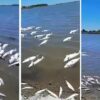 Peces muertos en laguna de Lezama