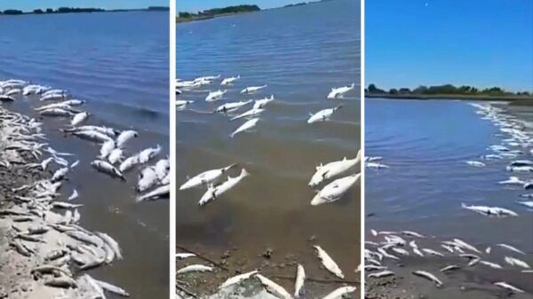Peces muertos en laguna de Lezama