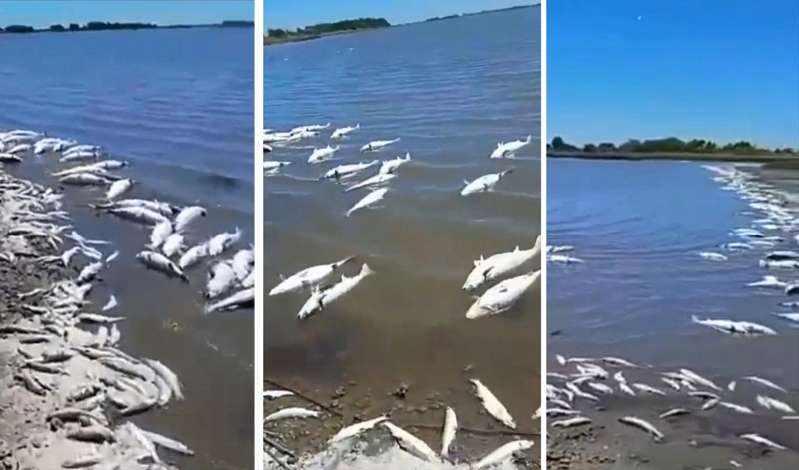 Peces muertos en laguna de Lezama