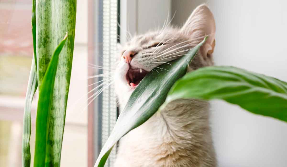 5 Plantas mortales para perros y gatos