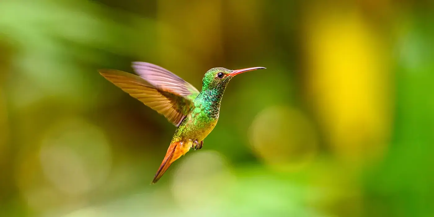 significado espiritual del colibri