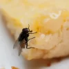 Trucos caseros para eliminar ahuyentar las moscas de casa