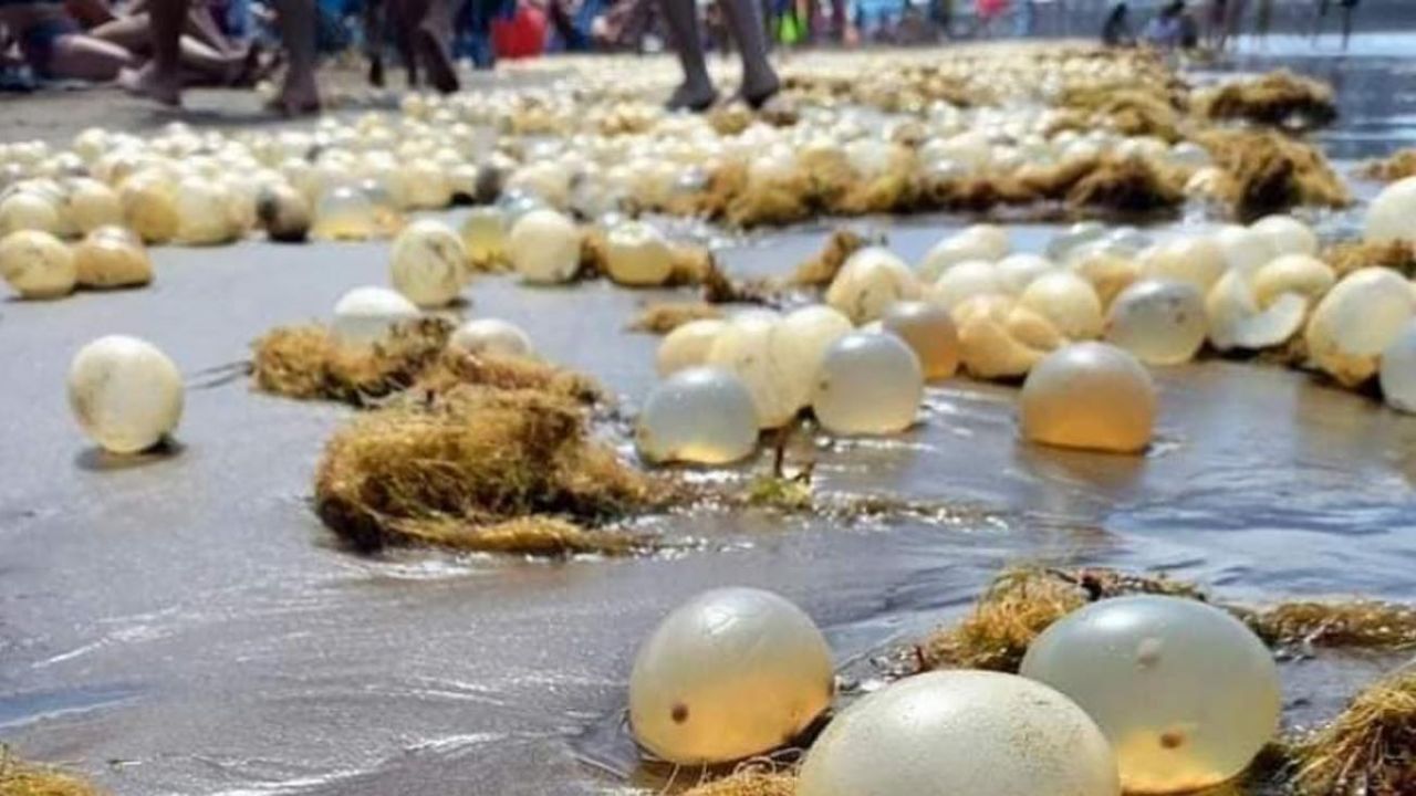 hidrozoos en las playas de Pinamar