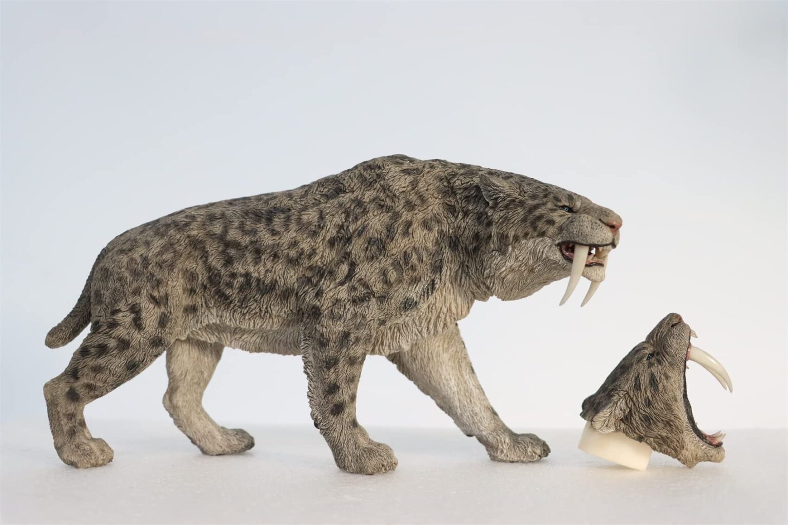 Hallazgo en necochea: encontraron la cabeza de un tigre dientes de sable sudamericano