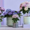 hortensias cuidados mantenimiento