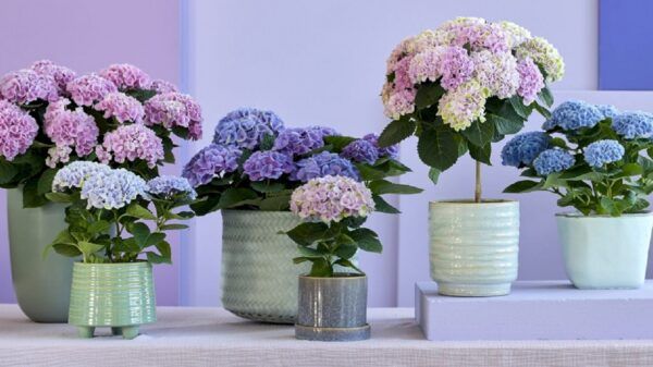 hortensias cuidados mantenimiento