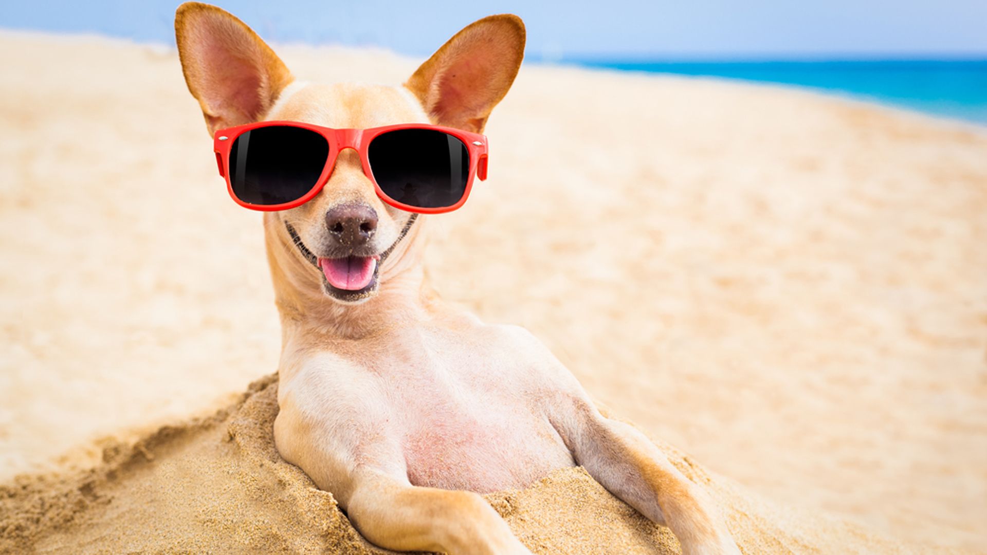 Perro en la playa