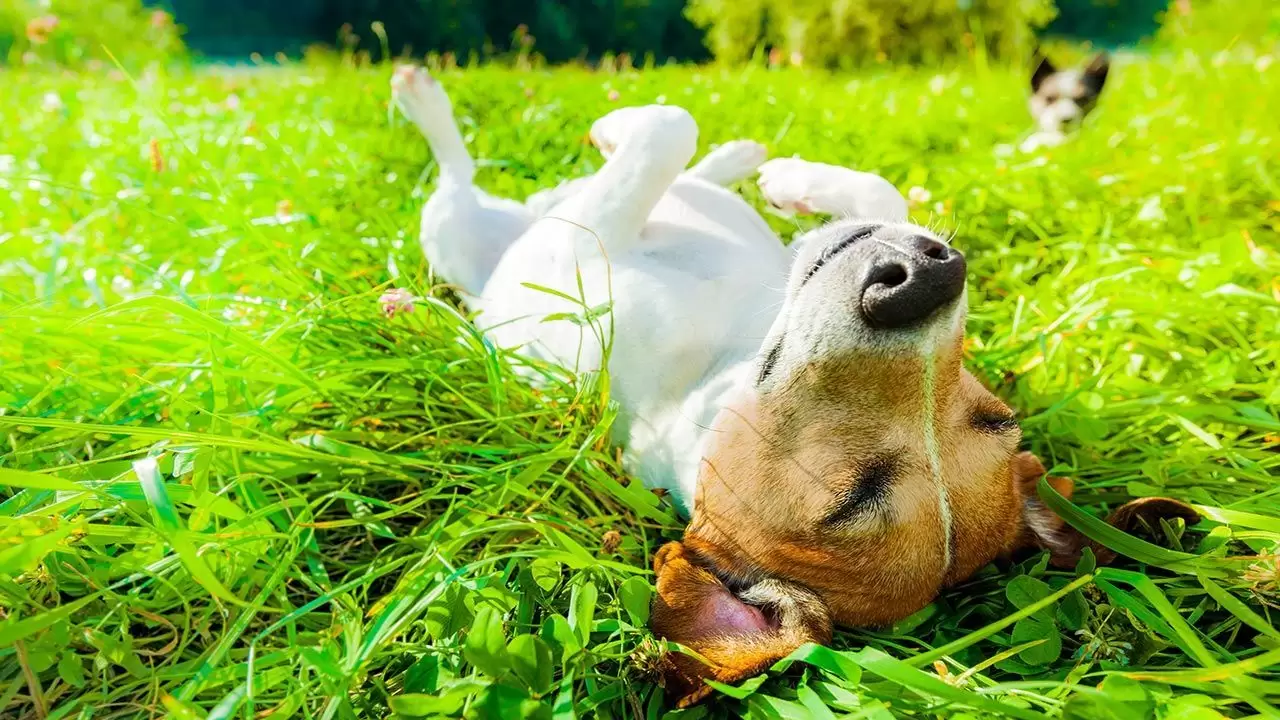 Perro revolcándose en el pasto