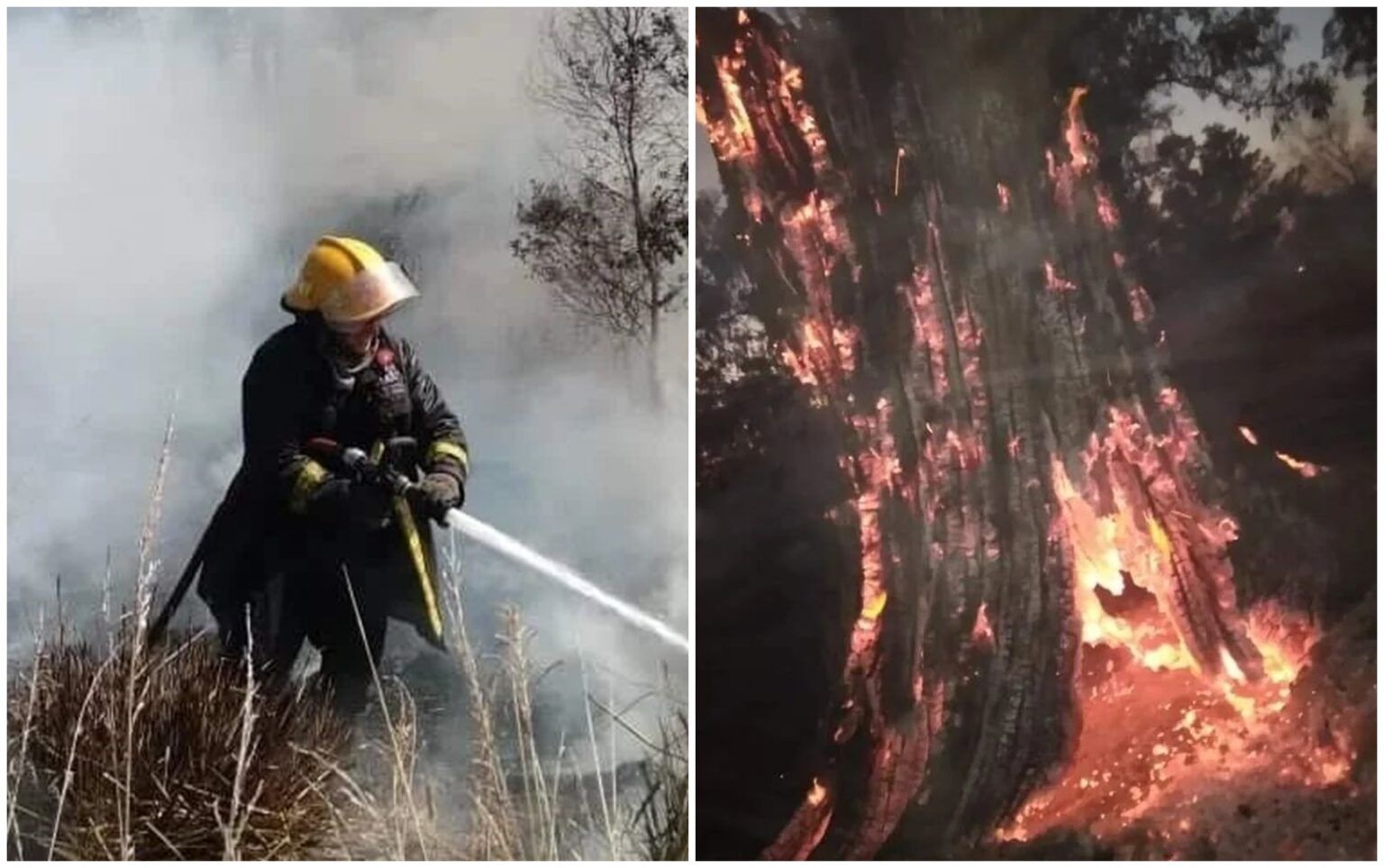 Monte: varias dotaciones de bomberos de la zona combatieron un gigantesco incendio forestal