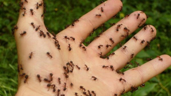 Qué significa soñar con hormigas significado