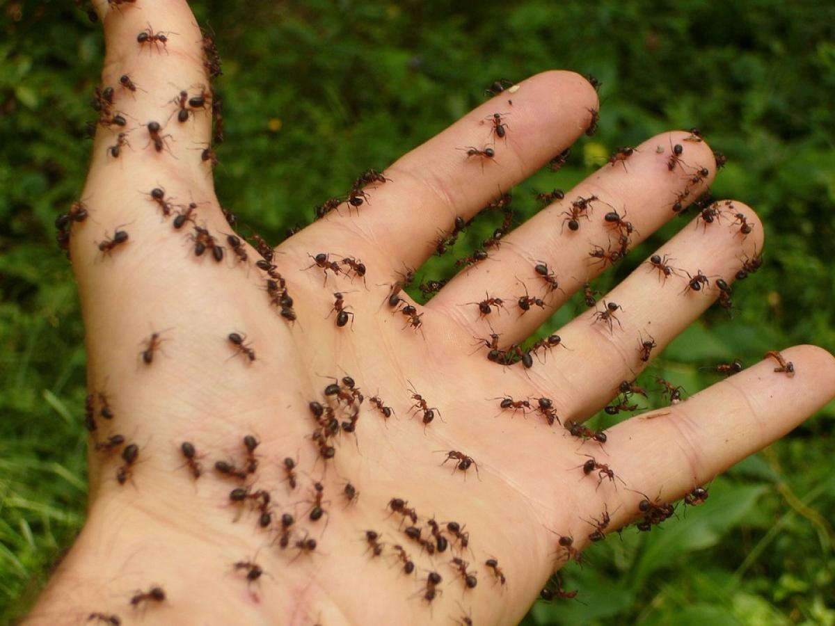 Qué significa soñar con hormigas significado