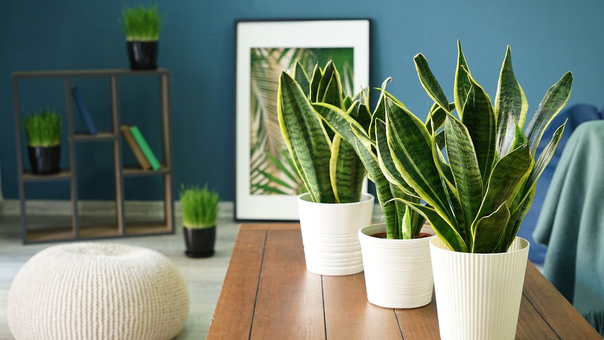 sansevieria planta interior