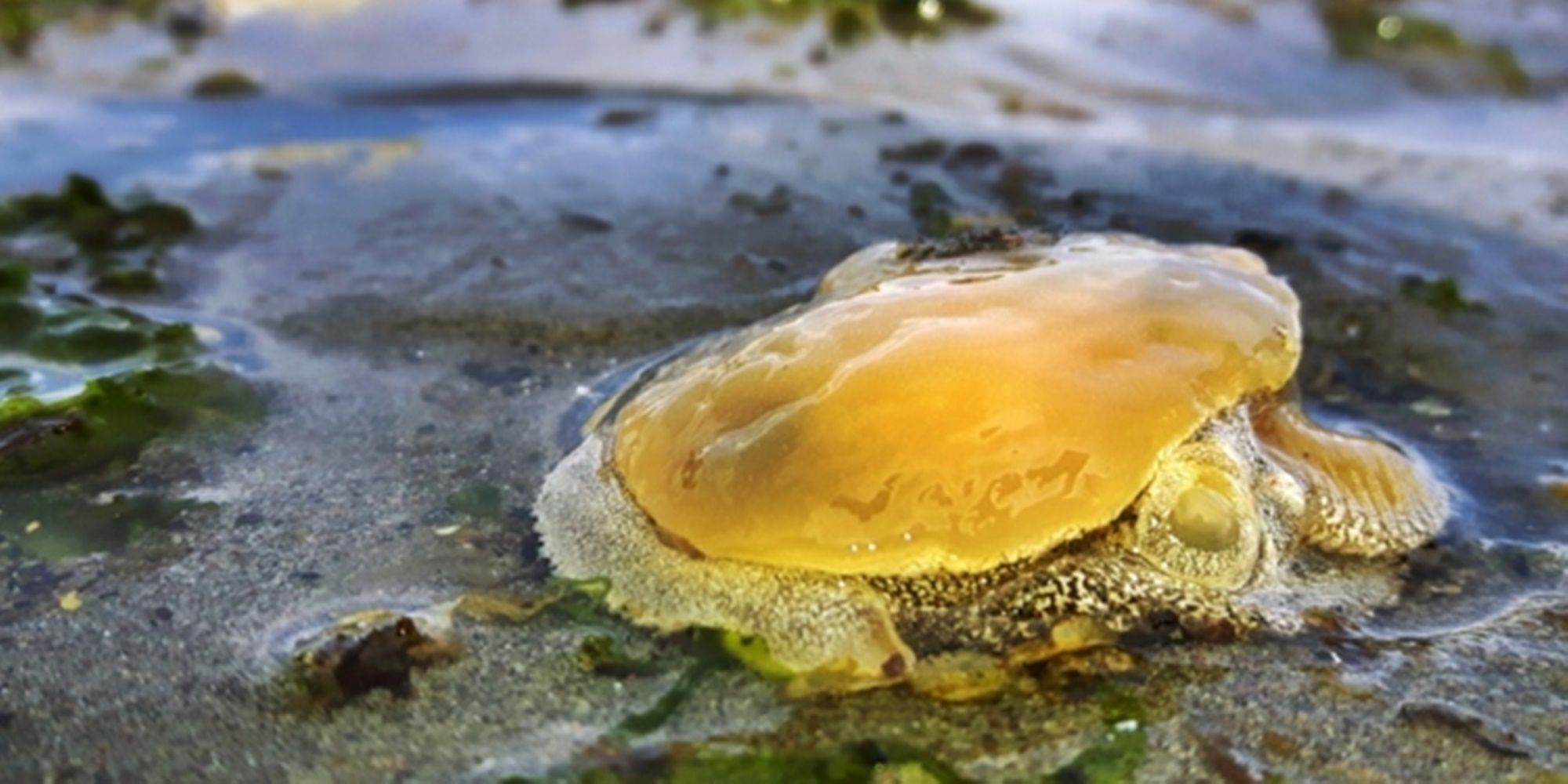 Una babosa tóxica pone en alerta a las playas de villa gesell y pinamar 