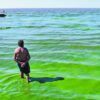 Donde hay cianobacterias en la Provincia de Buenos Aires