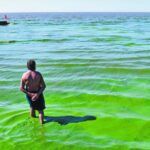 Donde hay cianobacterias en la Provincia de Buenos Aires