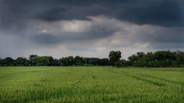 lluvia-campo-provincia-de-buenos-aires