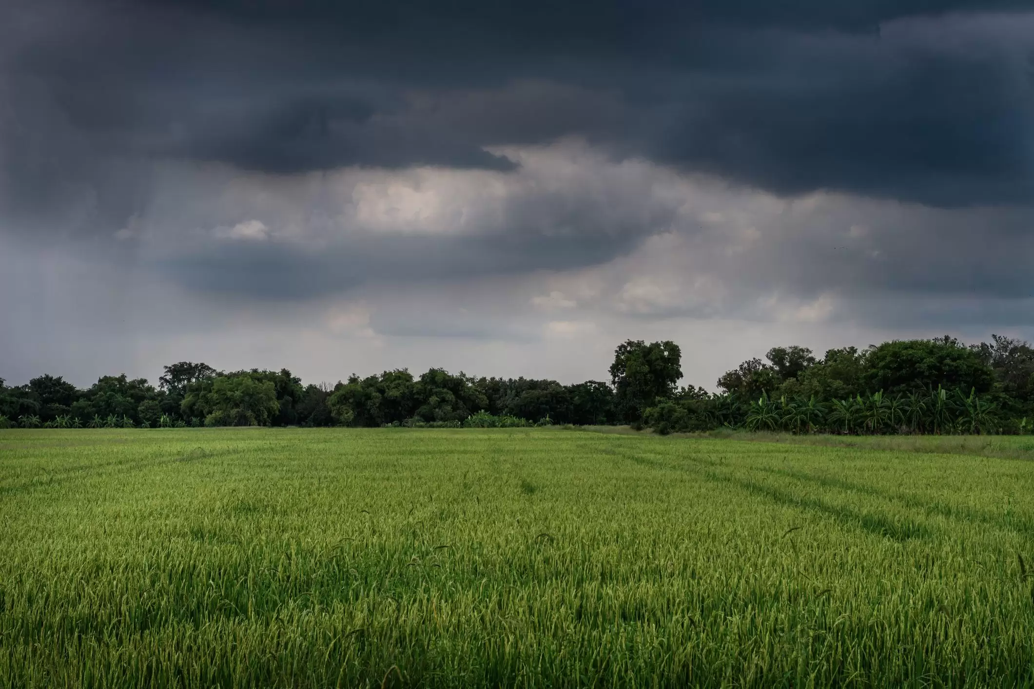 lluvia-campo-provincia-de-buenos-aires