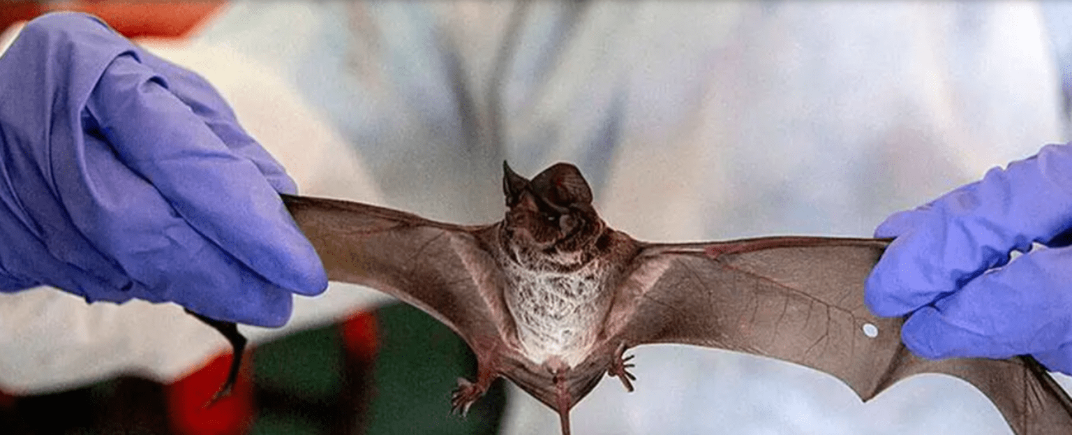 Alerta en tandil: encuentran un murciélago con rabia e impulsan un operativo de vacunación