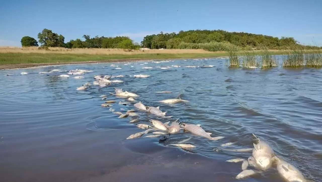 peces-laguna-provincia-buenos-aires