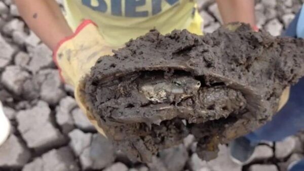 Rescate tortugas marinas