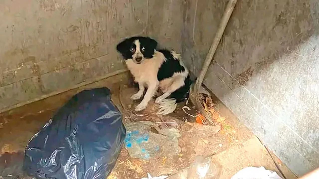 Perrita abandonada por su dueña