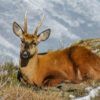 Huemul