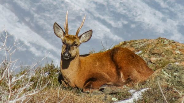 Huemul