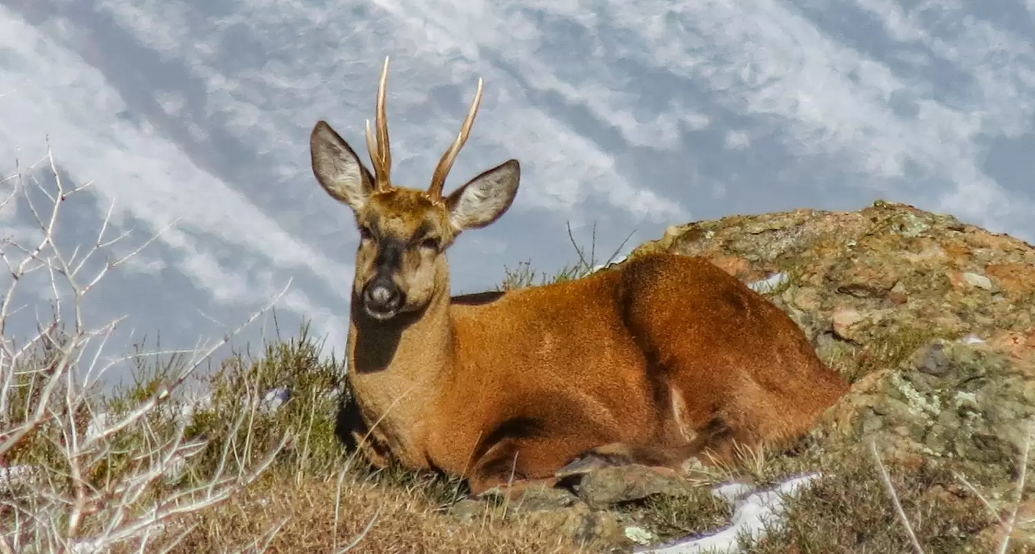 Huemul